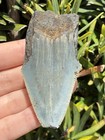 Natural Beautiful 2 87    Megalodon Tooth Fossil Shark Teeth