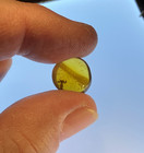 A101 Bu3179 Pseudoscorpion In Burmese Amber Burmite 99mya