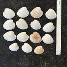 Clam Shells Sealer On Top Lot 15 Crafts Art Wedding Ornament Sun Bleached 2-3 