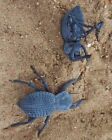Blue Death Feigning Beatlee  group Of 10   Bdfb Plus 2 Smooth   2 Ant Head Dfb 