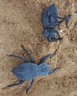 Blue Death Feigning Beatlee  group Of 6   Bdfb Plus 2 Smooth Dfb 