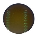 1 56 Optical Lens Hmc Bifocal Photochromic Grey Brown Pbx Pgx Progressive Lens