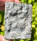 Rare Fossil Edrioasteroid Cryptogoleus Chapmani Canada Ordovician Echinoderm