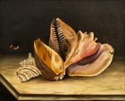 Antique Still Life Of Sea Shells  Pos  Signed Illegibly On Reverse  Punctures
