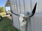 Longhorn Steer Skull 3 Feet 5 Inch Wide Polished Bull Horn Mounted Cow Head