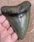 Massive Green Top Shelf Megalodon Fossil Shark Tooth 5 3   