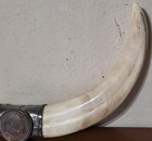 Vintage Warthog Boar Tusk Horn Desk Ornament 1955 Dominican Republic Silver Peso