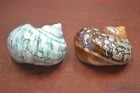 2 Pcs Green   Sarmaticus Pearl Turbo Sea Shell Hermit Crab 2 1 2  - 3 