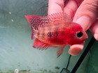 High Quality Super Red Monkey Srm Flowerhorn   Pnpv Gen - Male Fish 70  Peeled