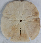 Sand Dollar   Cannon Beach Oregon 1979   5 5 In X 5 In Uncleaned