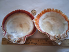Spiny Oyster Two Half Shells Approx  4 Inchs 1 Orange 1 Red Make Offers  