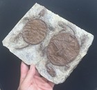 Unique Real Turtle Fossil Rare Chinese Best Triassic Keichousaurus Collection