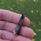 Enchodus Fish Sharp Fang Tooth Cretaceous Fossil