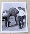 1964 Vintage Elvis Presley Photo Roustabout With Barbara Stanwyck