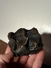 Bargain Chocolate gold Mastodonn Tooth Fossil Extinct Florida Mammal Megafauna