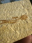 Rare Green River Fm Wy Minnow Baby Fossil Fish Amphiplaga Brachyptera Eocene 1 5