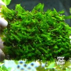 Fissidens Nobilis Moss Live Aquarium Plant  3  X 3  Mat-  buy 1 Get 1 At 50  Off