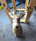 Whitetail Deer Shoulder Mount 8 Point Buck