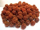 5 Mukhi Rudraksha Five Face Rudraksh 18-20 Mm Beads   Aa   energized 50 Pcs