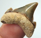 Angustidens Shark Tooth Real Fossil Stunning Baby Shark Teeth - No Restorations