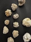 Fossilized  Indiana Geode Calcyx Agates cephalopod misc  Lot With Varying Sizes 