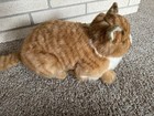 Vtg Avanti Applause Cat Plush Stuffed Animal Orange Striped Tabby Sleeping 1005