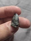 Ultra Rare Neovenator Uk Fossil Theropod Dinosaur Tooth Isle Of Wight