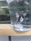 Live Betta Fish High Quality Betta Male Halfmoon Usa Seller