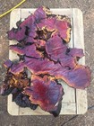 Manzanita Burl Root Live Edge Hardwood Slab Birdseye Curly  Ribbon Art