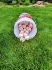      24 Slightly-used Rawlings R14ull Baseballs   Storage Bucket   Foam Lid Great 