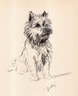 Vintage Cairn Terrier Print Wall Art Decor 1940s Lucy Dawson Cairn Terrier 6720t