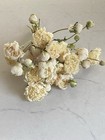 Peonies   Dried Flowers Bunch Bouquet Bundle Usa Grown Creamy Ivory   Last One 