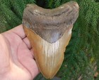 5  5 8 Inch Fossil Megalodon  Shark Tooth Teeth  Big Tooth 100  Authentic 