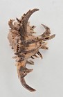 Muricidae Chicoreus Cornucervi - 62 39mm - Stunning - Perfect Long Spines