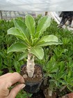 3pcs Raresucculent Plant Pachypodium Saundersii Ownroot