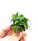 Buy 2 Get 1 Free   Anubias Minima Dragon Claw  mini Size - Live Aquatic Plant
