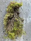Fresh Live Sphagnum Moss 10   x10    Gallon Bag