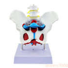 Human Female Pelvic Structure Model Pelvic Floor Muscles With 2 Lumbar Vertebrae