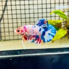 Plakat Koi White Candy Male Betta  166