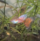 10 Pink Grass Guppy Fry -baby Pink Grass Guppies - Bred For Health In My Home