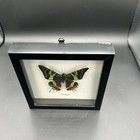 Madagascan Sunset Moth Framed Butterfly Specimen 7x8 Inch