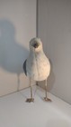 Original Movie Props From The Movie  the Birds  With Provenance Seagull And Crow
