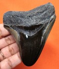 Megalodon Shark Tooth Real Fossil - Shark Teeth 3 23    - No Restorations