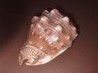 Xl Vtg Queen Helmet Conch Seashell 5 5x4x3 5 Inch Peach Cream Sunburst Specimen
