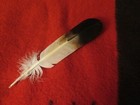 Feather Hand Painted Golden Eagle Native Semi Immature Golden Eagle Feathers 