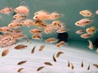 Blood Parrot Cichlid Fry Live Freshwater Pnpv Usa Premium Tropical Aquarium Fish