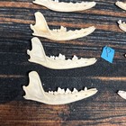 10 Real Fox Jaws Knife Handle Art Supply Witch Craft Animal Mount Halloween Odd