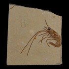 1 6  Fossil Shrimp Carpopenaeus Cretaceous Age 100 Mil Yrs Old Lebanon Coa