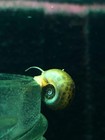 5 Ramshorn Snails Live Freshwater Aquarium Aquatic Snails