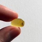 Spider With Prey In Burmese   Burmite Amber Fossil   100  Genuine Amber 